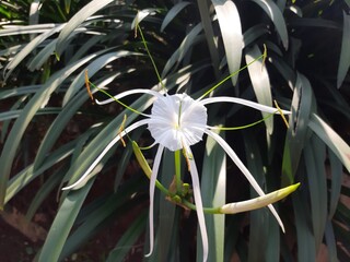 Hymenocallis littoralis beach spider lily	
