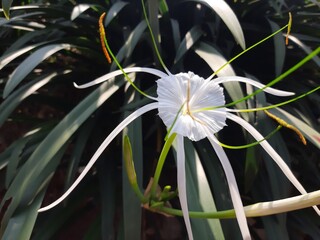 Hymenocallis littoralis beach spider lily	
