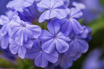 Close-up of vibrant blue plumbago flowers in full bloom, showing delicate petals and water...
