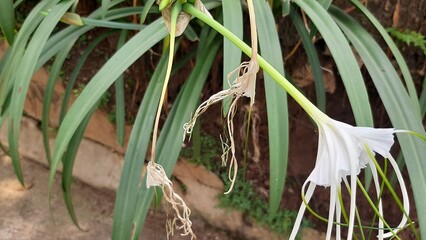 Hymenocallis littoralis beach spider lily	
