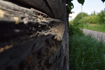 Close-up of old weathered wooden wall with cracks, decay, knots, and insect damage. Rustic texture,...