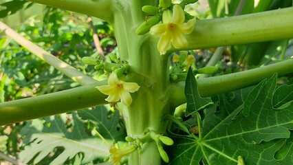Papaya flower buds on the tree