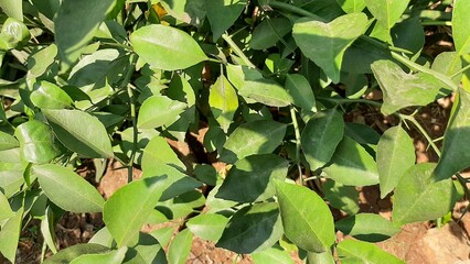 orange tree leaves on a sunny day