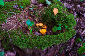  A small group of golden chanterelles grows inside a moss-covered tree stump in a lush forest, with...
