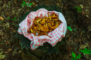 Bright orange chanterelle mushrooms rest on a soft pink checkered cloth on a dark tree stump,...