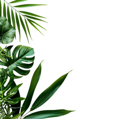 Fototapeta premium Tropical leaf arrangement against a black background. Lush green leaves of various shapes and textures frame the image's right side, creating a vibrant botanical border against a dark backdrop