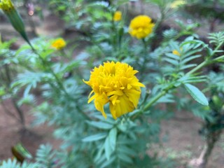 yellow flowers in the garden