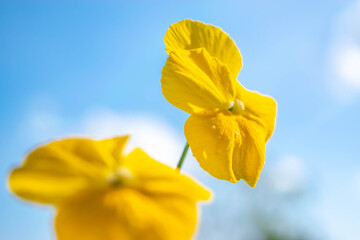 Beautiful yellow flower of violet Yellow Perfection close-up against a  blue sky.