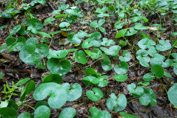 The ground is covered with green rounded leaves of wild ginger. They create a continuous carpet intertwined with last year's leaves. The photo conveys the atmosphere of the forest, nature, and life af