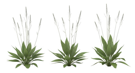 Fototapeta premium Three green plants with white flowers on black background .ai generative, transparent background, white background. isolated on white background, png, jpeg, jpg.