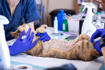 A cat is being carefully examined by a vet who is wearing blue gloves
