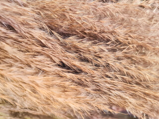 Background of dry reed grass with blur effect, up close. Dry reed grass of Phragmites Australis plant for decoration. It is one of the plant species of the Poaceae family, also known as Common Reed.