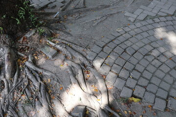 The paving blocks are damaged as tree roots grow underneath, lifting and breaking the brick...