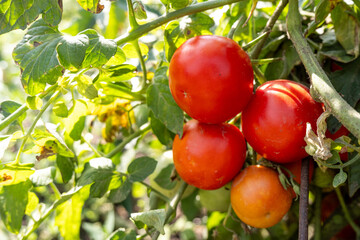 Fresh ripe red tomatoes grow on a bush in the garden