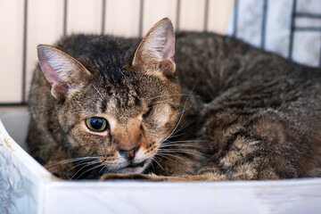 A cat lies in a box, curiously looking at the camera