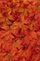 Fall Leaves autumn season background