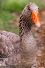 Close-up portrait of a domestic goose with detailed brown feathers and bright orange beak, captured outdoors in natural light, perfect for farm animal, wildlife, and agricultural concepts.
