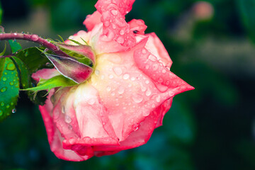 A close-up of a pink rose with water droplets on its petals and bud. The delicate flower bends...