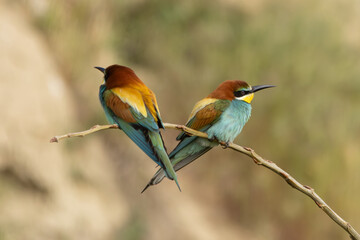 zwei Bienenfresser auf einem Ast, einer von vorne, einer von hinten zu sehen