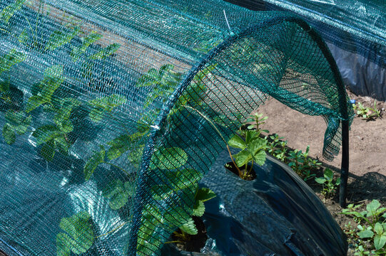 Strawberry plants growing under mesh-covered greenhouse tunnels in a backyard garden.