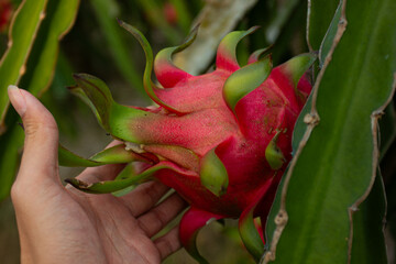 A farmer's hand checking a ripe dragon fruit on the tree in an orchard. Concept of harvesting, agriculture, and fresh fruits