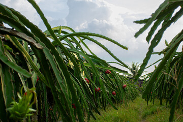 A dragon fruit plantation in Vietnam with fruits growing on the vine. Concept of agriculture, tropical fruits, and farming