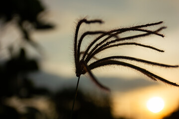 Silhouette of a wild grass flower blowing in the wind during sunset. Concept of freedom, peace, and the beauty of nature
