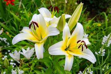 Obraz premium White lily flowers (Latin Lilium candidum) with beautiful petals on a green background. Flora plants flowers.