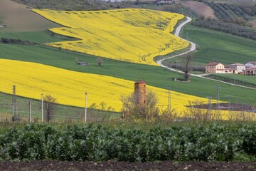 Campi di coltivazione dei broccoli in fiore