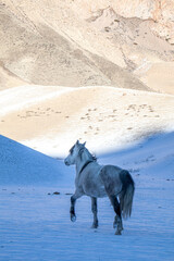 A majestic white horse stands on a snow-covered ground in a remote mountain valley with rocky hills...