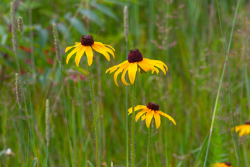 Black-eyed Susans growing in a meadow