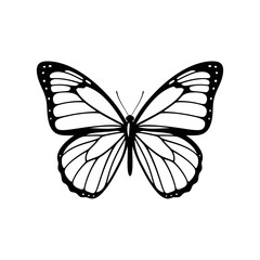 Butterfly with open wings, detailed drawing, isolated on white background vector illustration