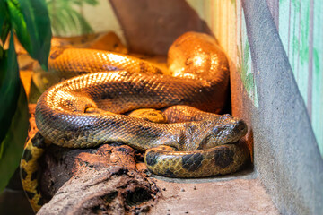 Boa at the zoo, Płock, Poland