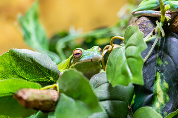 Frog in the zoo, Płock, Poland