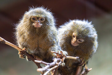 Monkey at the zoo, Płock, Poland