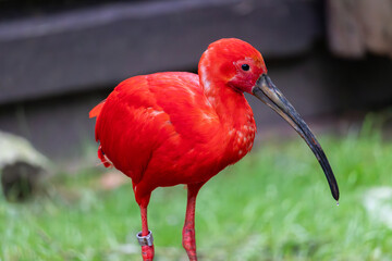 Naklejka premium Bird in the zoo, Płock, Poland