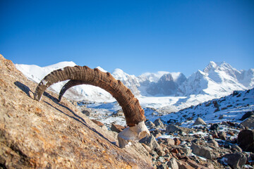 A wide-angle, low-angle shot of old ibex horns on a rocky foreground with a magnificent snowcapped...