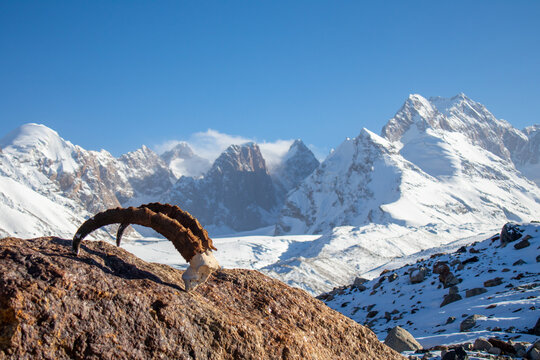 A low-angle shot of old ibex horns on a rock with a majestic snowcapped mountain range and a glacier in the background under a clear blue sky