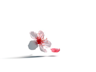 Delicate pink flower with a fallen petal on a clean white background, creating a sense of serenity.