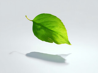 A single green leaf with intricate veins, floating gracefully above a reflective white surface, casting a soft shadow.