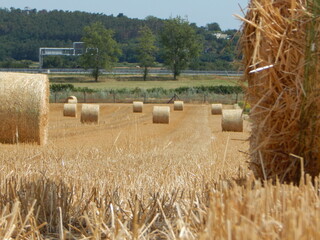 summer field