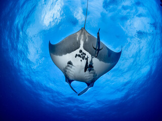 Pazifischer Mantarochen