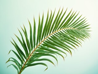 Nature inspired palm leaf closeup with artistic light and shadow

