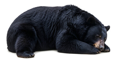 Fototapeta premium Majestic Black Bear Resting Peaceful Wildlife Animal Nature Photography