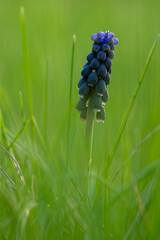 A close-up of a vibrant blue grape hyacinth flower in a field of green grass, perfect for a design...