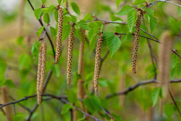 A close-up of a birch tree branch with fresh green leaves and hanging catkins. This image captures the essence of spring and new growth, perfect for designs and content focused on nature, seasonal cha