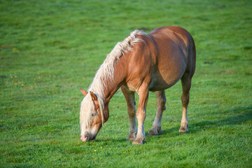 Un cheval de trait broute l'herbe fraîche des pâturage des Pyrénées