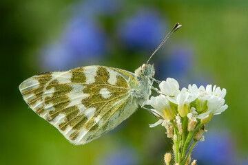 A close-up macro shot of a delicate checkered butterfly with intricate wing patterns, perched on a cluster of small white flowers, perfect for themes of nature, wildlife, or biodiversity