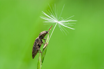 A close-up of a brown beetle holding onto a dandelion seed, a perfect image for projects about delicate balance, natural wonder, or symbolic concepts of life and journey