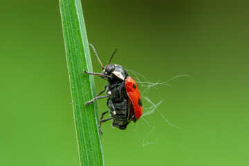 A close-up of a red spotted beetle on a blade of grass, creating a vibrant and cheerful mood, perfect for nature-themed illustrations or eco-friendly brand visuals